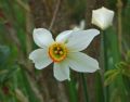 Narcissus poeticus